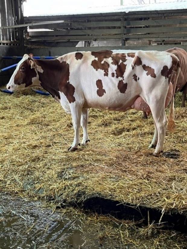 A second calved Sandyford Triclo daughter.