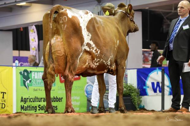 Champion Ayrshire Troutbeck Skyfall Peony