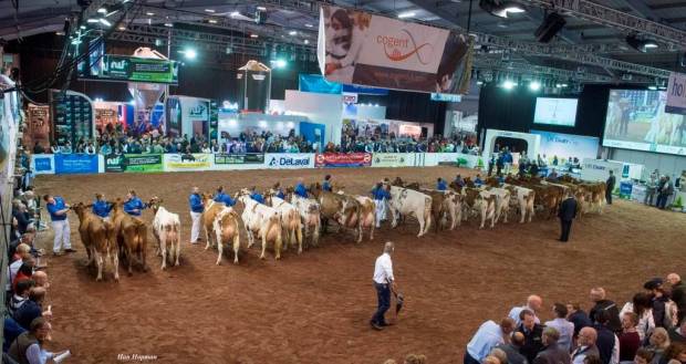 Ayrshire class at the 2017 show