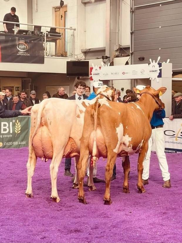 On the left is Morwick Peggy 126 who was Grand Champion and on the right is the Reserve Champion Swaites Nice Girl 37.