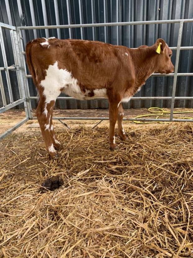 A daughter of Moathouse Monopoly in the Whitecroft herd