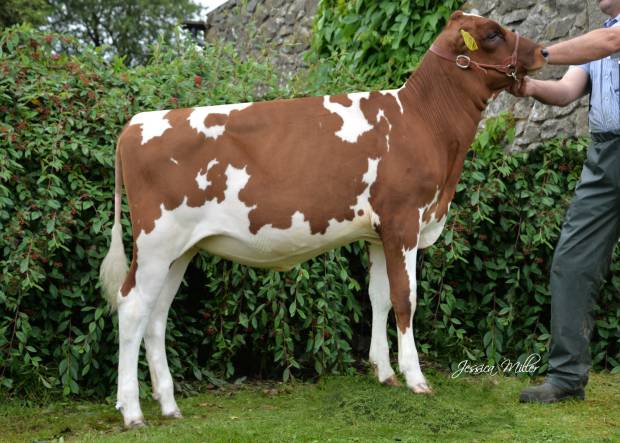 Whitecroft Panell Bella 60 - sired by Whitecroft Panell