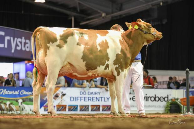 Champion Ayrshire Hybrid Heifer Whiteflat Jordy Lizzie Red