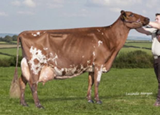 Willhome Gold Caroline EX 94