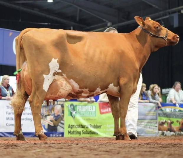 Willowfields Famous Clover - sired by Hunnington Famous