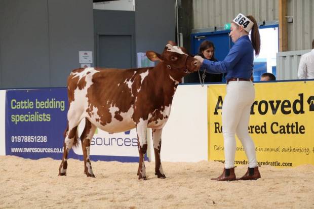 Willowfields Hawaiian Clover - Sired by Pam Ayrs Hawaiian