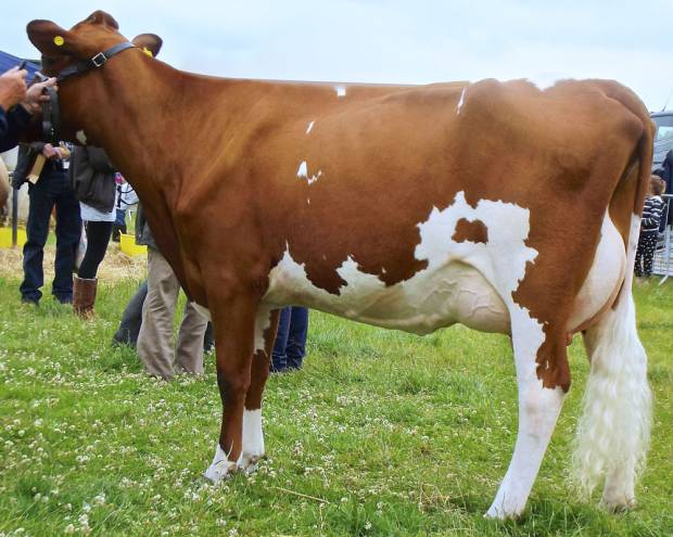  Willowfields Conceit 5 VG 88 