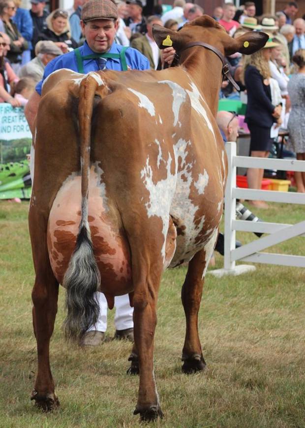 Supreme Champion at the Great Yorkshire Show 2018 - Willowfields Winnie sired by West Mossgiel Modern Reality