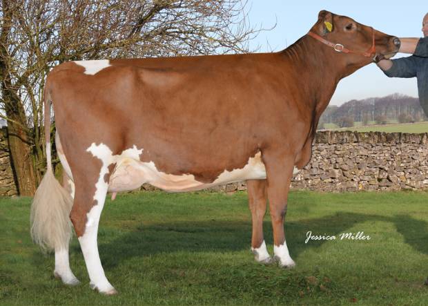 Whitecroft Nellie 54 VG 86 - Daughter Of Rosehill Real McCoy