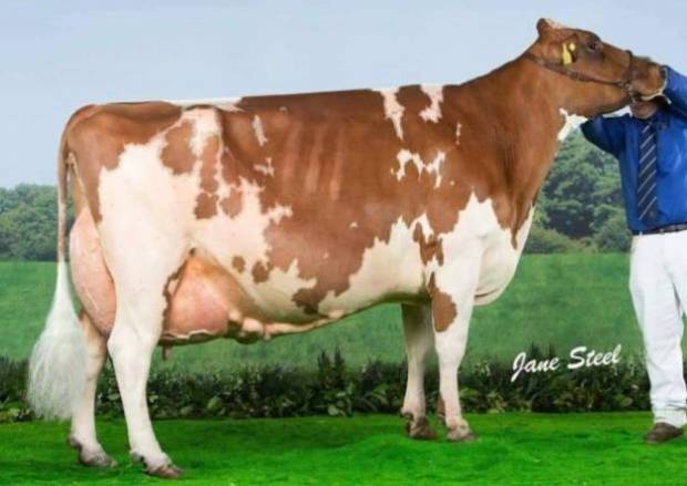 Sandyford Clover 10 EX97 8E LP120 4 Star Brood Cow