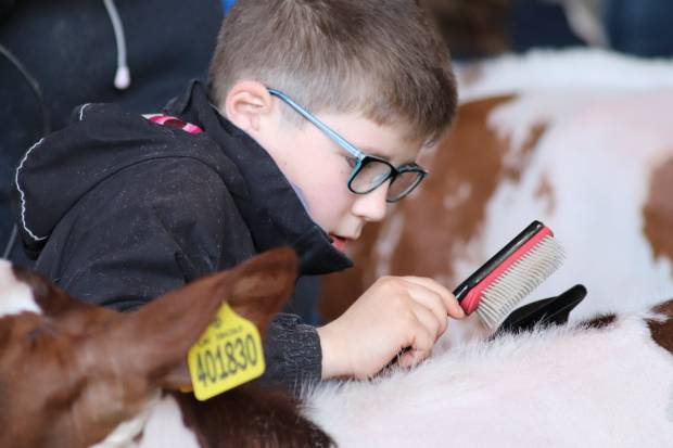 Mathew Gordon competing last year in the clipping competition at the Ayrshire Young Breeders Weekend.   