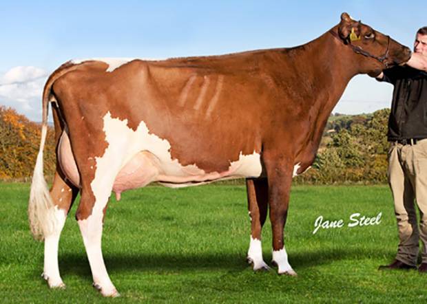 Cuthill Towers Regal Ray 11th VG 88