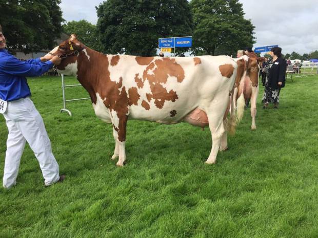 Breed Champion - Twemlow Peggy 12 EX 92 (Twemlow Major Threat) - J Smith