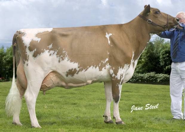 Ayrshire Champion - Sanderson George Evergreen 310 EX 92 - D & C Sanderson