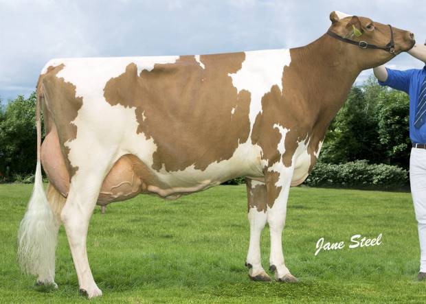 British Red and White Champion and Interbreed Dairy Champion - Cuthill Towers Classic Ellie EX 91 - A & S Lawrie