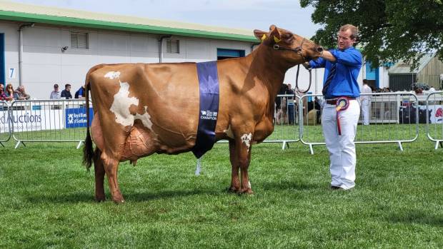 Champion Ayrshire & Interbreed - Hilltower Modern Marcy