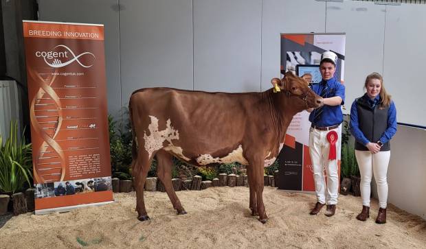 All Breeds All Britain Calf Show 