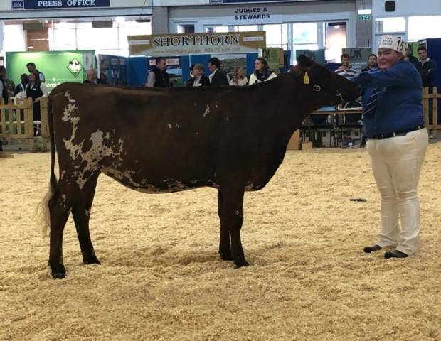 West Park Farms Alaska Pansy - Champion Heifer & winner of class AODB born on or between 1 April 2019 and 31 December 2019