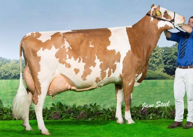 Cuthill Towers White Patch 11 EX 91 (Lagace Modem) - A & S Lawrie