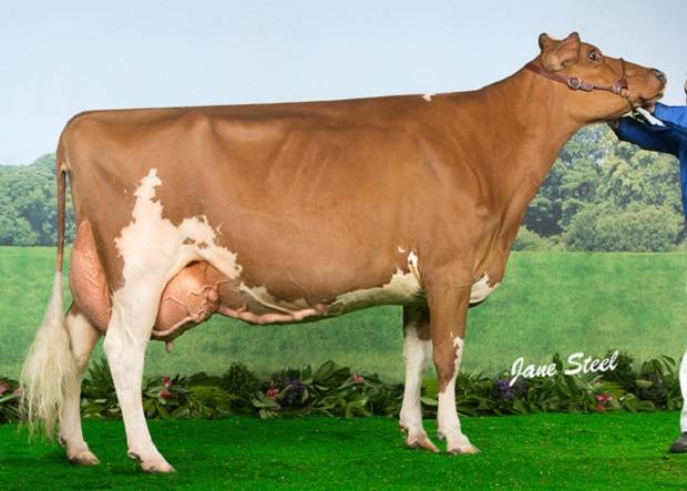 Ayrshire Champion - Loukat Lucky EX 94