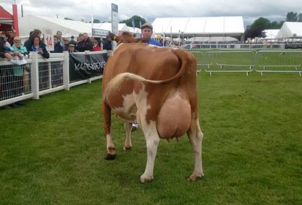 Barr Sandy Rose 56 EX 94 (Barr Aviator) - D M Lindsay