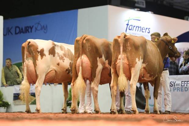 Breeders group winners from the Sandyford Herd