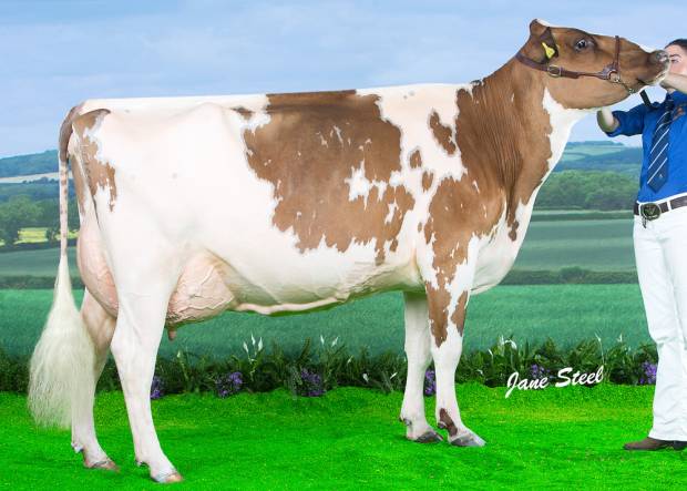 Ayrshire Champion - Beeline Swiss Florence VG 87 (Brieryside Lucky Swiss) - S N Bailey & Partners