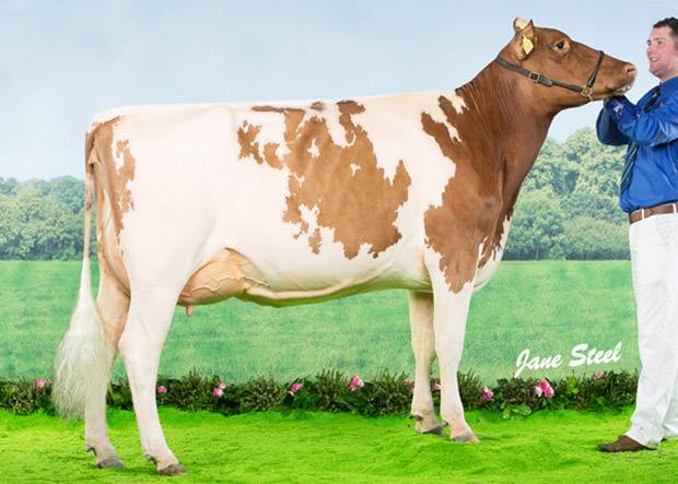 Ayrshires Win Super Heifer At This Year's Agriscot