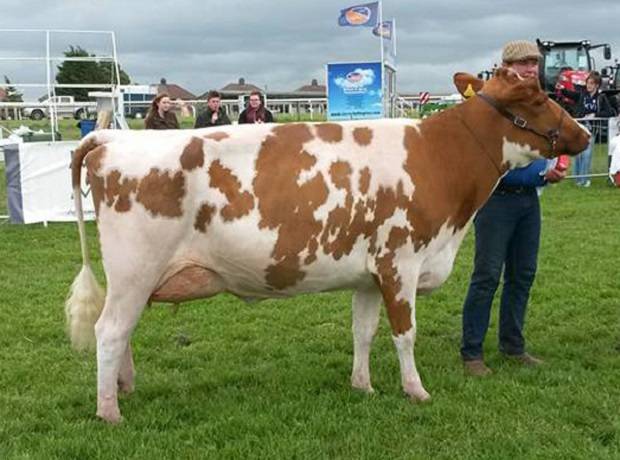 Cumberland Show Results 2015