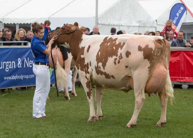 Champion - Marleycote Sea Lily 14 EX 93 (Des Prairies Potter) - M/s McLean