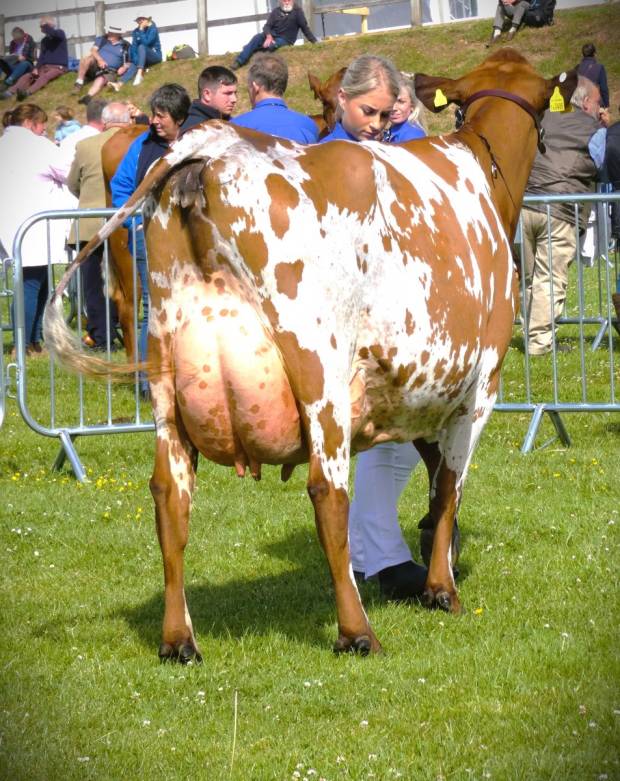 Royal Cornwall Show