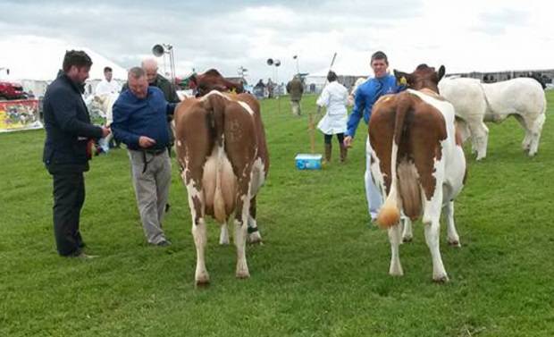 Cow in-Calf Class