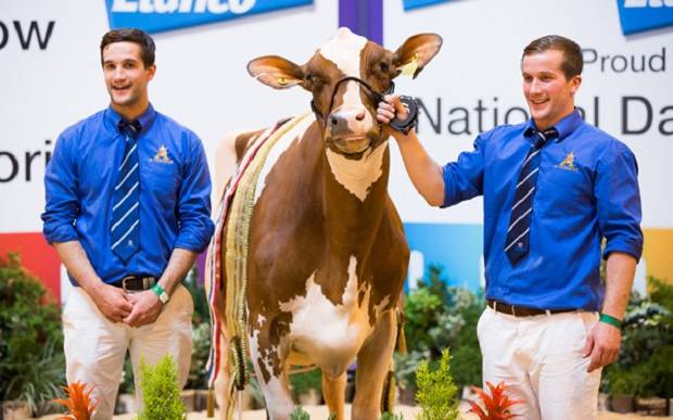 David & James Lawrie with their Ayrshire Champion - Cuthill Towers Radar Ray 13 EX 93