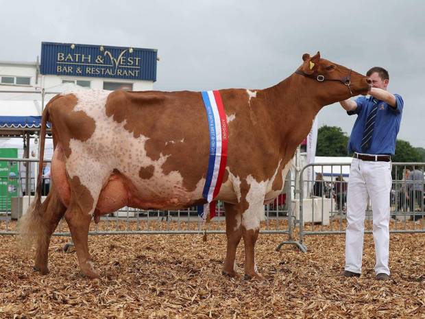 Interbreed Champion at the Bath and West