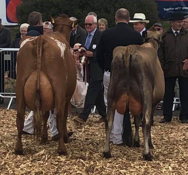 Gargus Jemima 3 Receiving the Interbreed Dairy Champion award