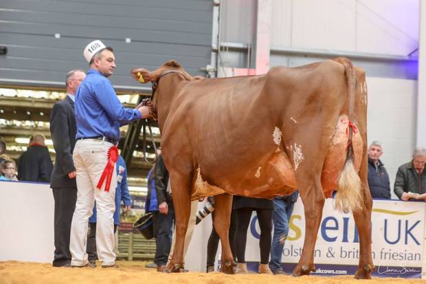 Breed Champion - Sandyford Prime Heather Honey