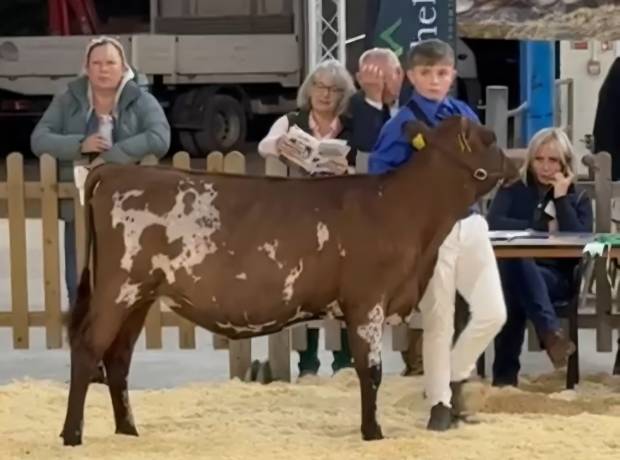 Calf Show Champion Butterbesley Fantasy Tearose