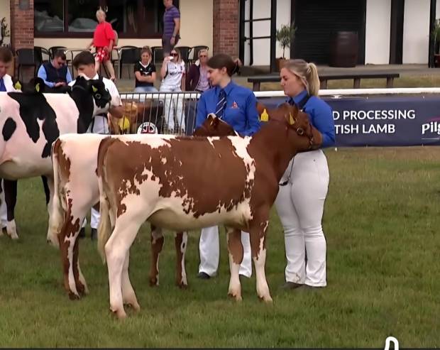 Interbreed champions of the future pairs