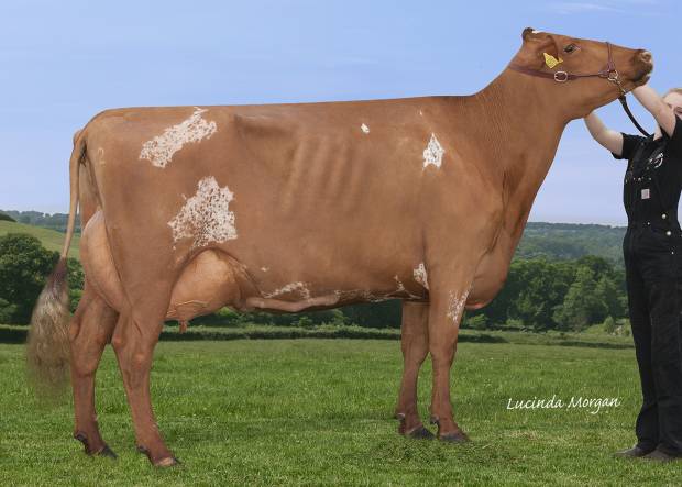 Gargis Jemima 3 Interbreed Dairy Champion