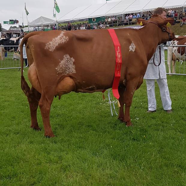 Interbreed Champion at the Royal Cornwall Show for Gargus Jemima 3 along with the Results