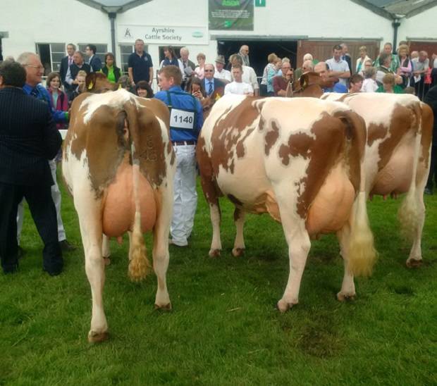 Left to right: Champion - Sanderson George Evergreen 310 VG 88 Reserve - Harefoot Napier Bella EX 92 Hon Men. - Harperfield Pan