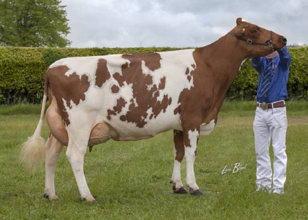 Haresfoot Napier Bella Is Crowned Interbreed Dairy Champion At Northumberland Show