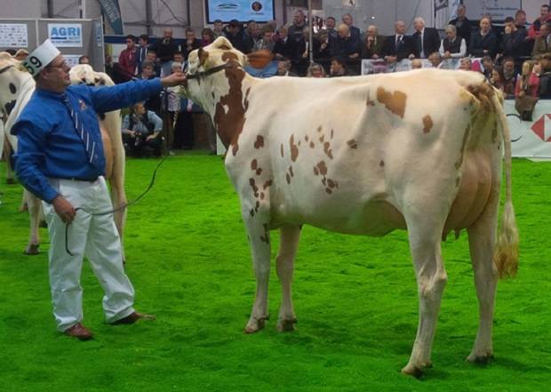 Heifer Champion - Brieryside Pearlstone Swan (Brieryside Pearlstone) - G Lawrie & Sons