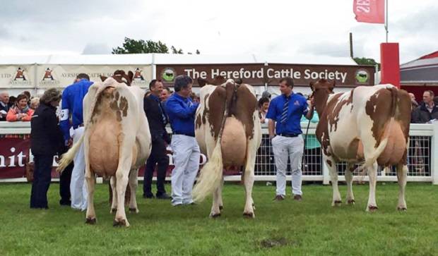 (L to R): Champion: Brieryside Executive Sparky 7. Reserve: Halmyre Urr Louise 254  Hon. Mention: Cuthill Towers Radar Ray 13
