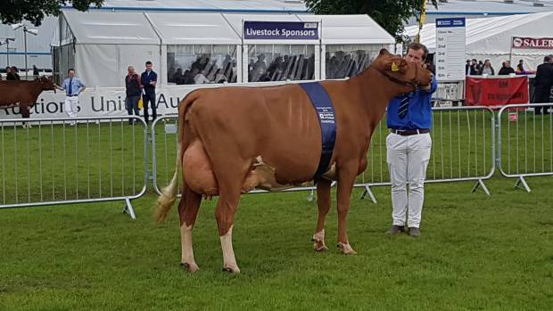 Breed Champion - Cuthill Towers Highland Bloom