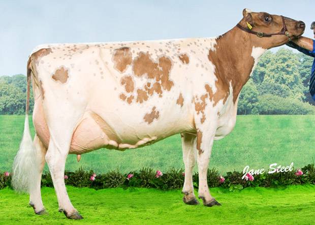 Reserve - Halmyre Urr Mayflower 240 EX 91 (Halmyre Urr Pinsent) - L Davidson & Sons