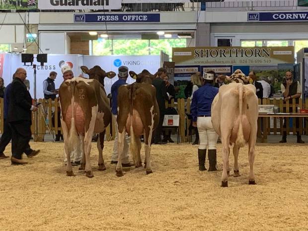 Heifer in Milk Class