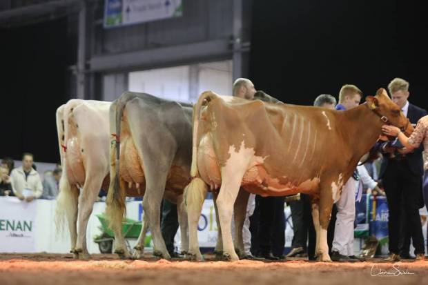 Allstar Provider Honesty takes Interbreed Heifer Champion