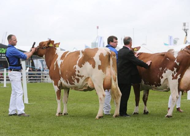 Junior Cow in-Milk Class