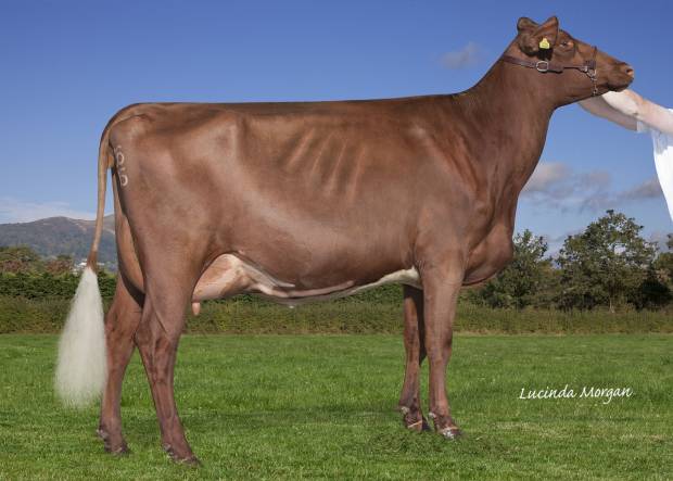 Interbreed Heifer Champion Rhos Cacyked Dancer